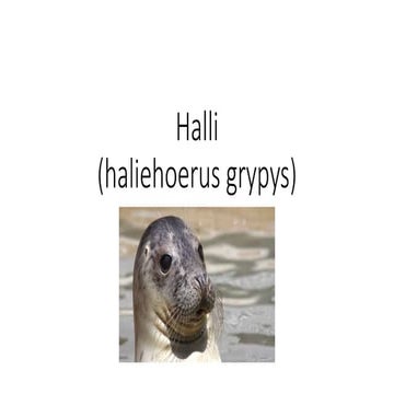 Halli 2 | PPTX