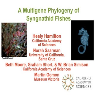 Our Seahorse Research