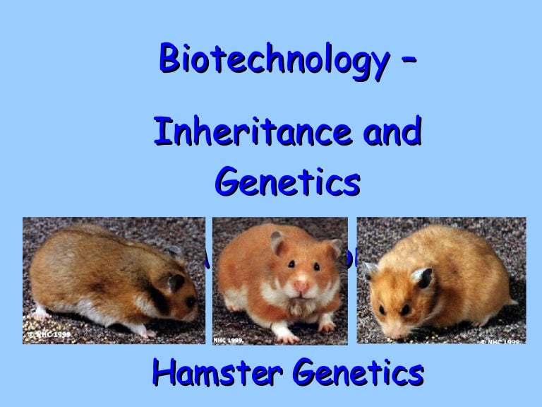 Syrian Hamster Color Chart