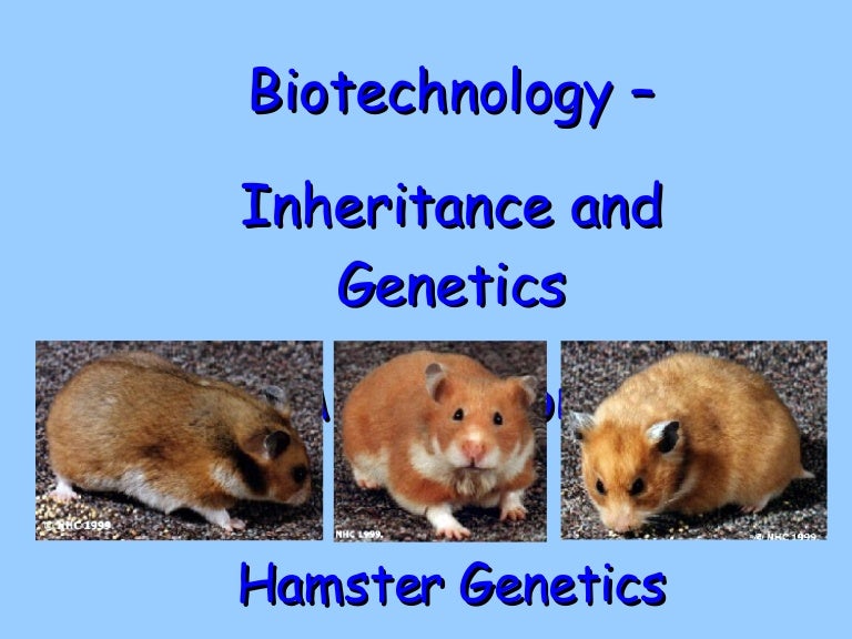 Biotechnology Inheritance And Breeding