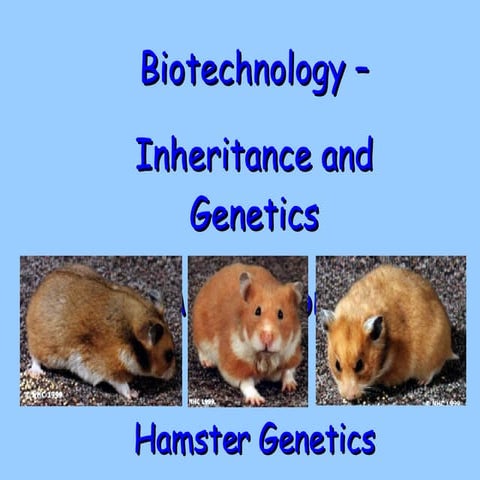 Picture of Biotechnology - Inheritance and Breeding | PPT
