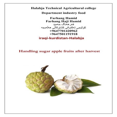 Handling sugar apple fruits after harvest by farhang hamid