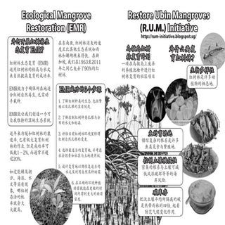 Restore Ubin Mangroves (R.U.M.) Ini...