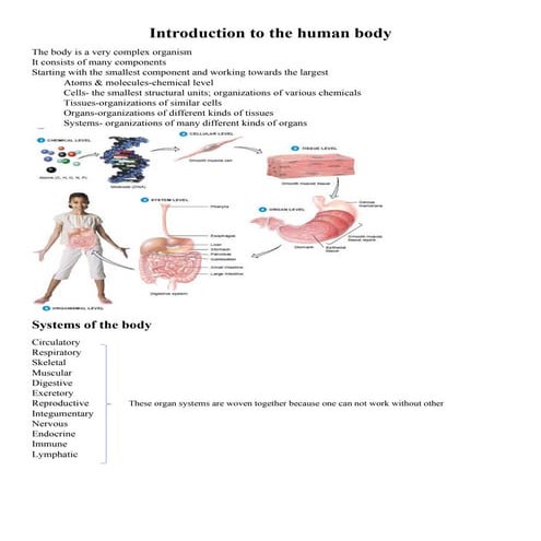 Introduction to the human body