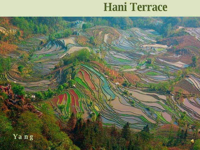 Hani Terrace