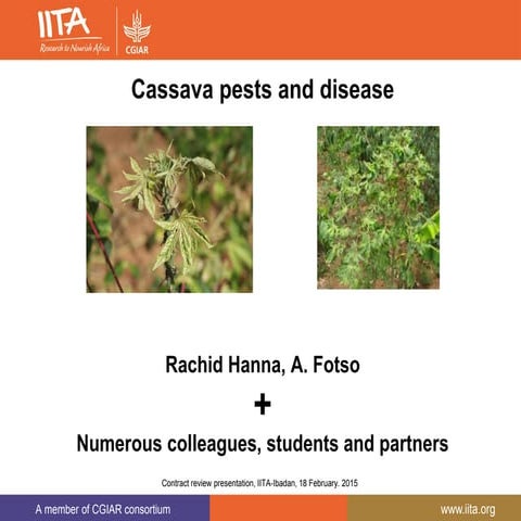 Cassava pests and disease