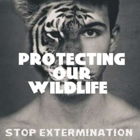 Protecting Wildlife, Stop Extermination | PPTX