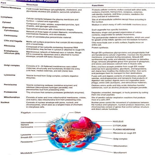 Hap cell structure and explination.