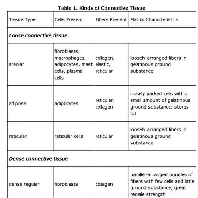 Hap connective tissue.