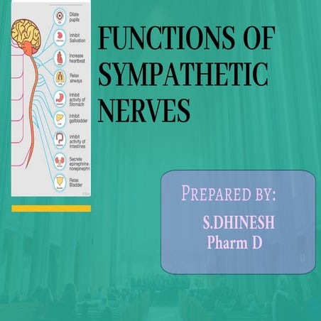 Symphatheticnervesfunction | PDF