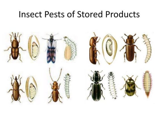Classification of non chordata | PPTX | Reptiles | Pets