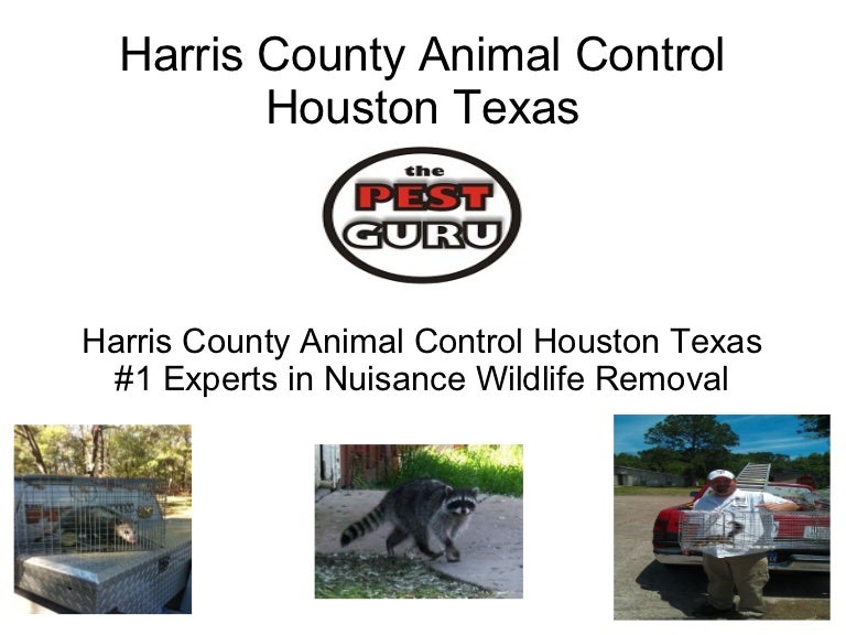 Harris County Animal Control Houston Texas Wildlife and Rodents