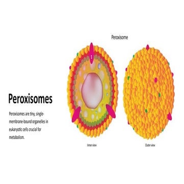 Comprehensive Overview of Peroxisomes and Related Disorders | PPTX