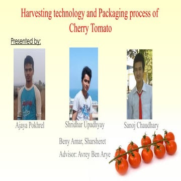 Harvesting Technology and Packaging Process of Cherry Tomato.ppt