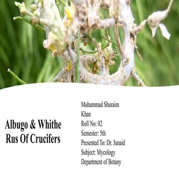 Albugo presentation plant pathology lecture. PPTX | PPTX