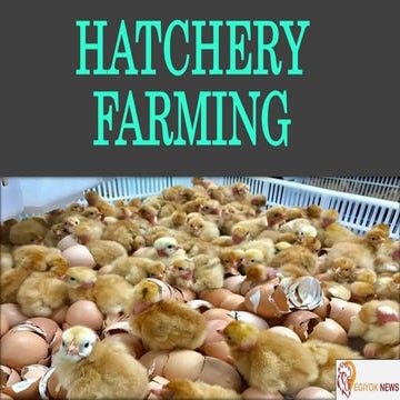 Hatchery Poultry  Farming