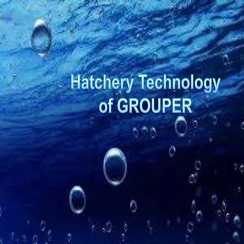 Hatchery technology of Grouper
