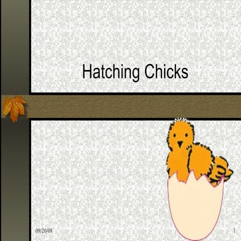 Hatch Out | PPTX