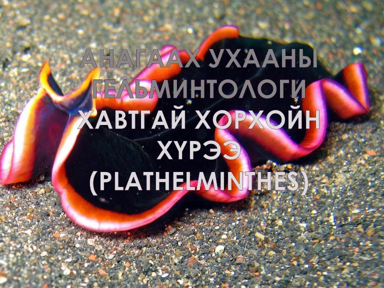 Хавтгай хорхой