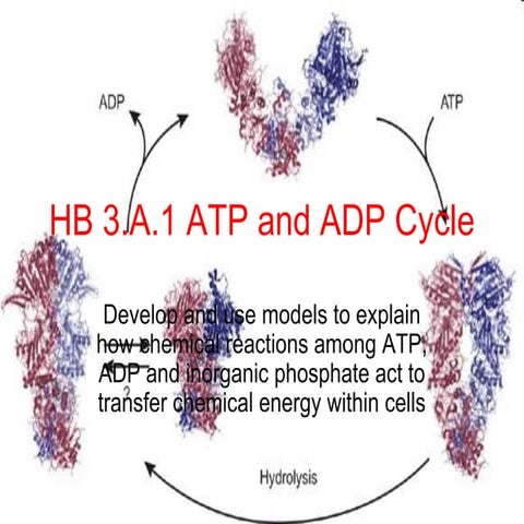 HB 3.A.1 ATP and ADP Cycle.ppt