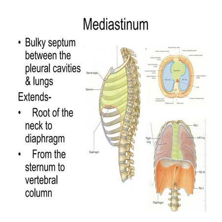 Superior mediastinum