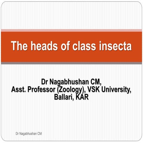 Head and its appendages of insects