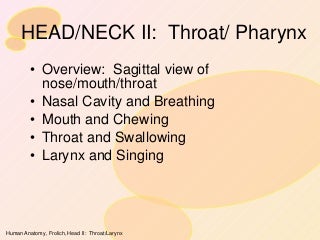 'pharynx' on SlideShare