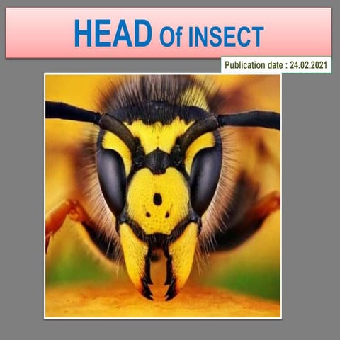 Head of Insect.pptx