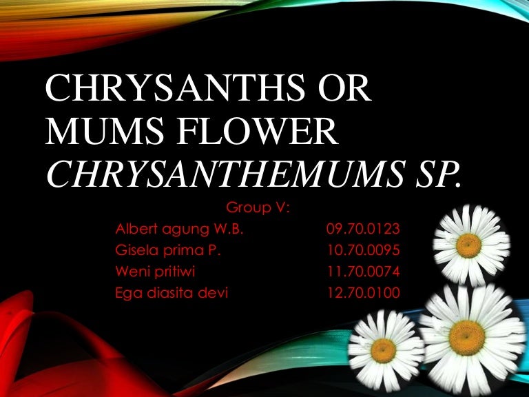 Health benefits of chrysanthemum