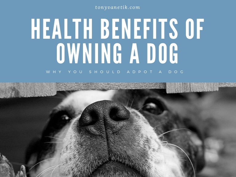 The Health Benefits of Owning a Dog