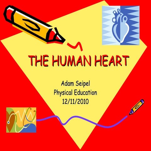 A Healthy Human Heart