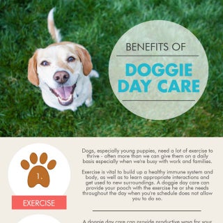 Benefits of Doggie Day Care