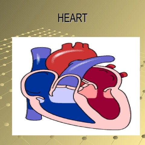 The human heart