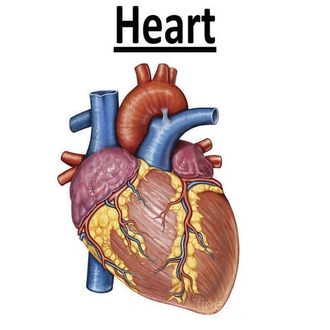 heart oh the human being that  happen on the ytrwesdfghjnm