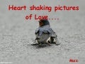 Heart Shaking Pictures Of Love (Cmp)
