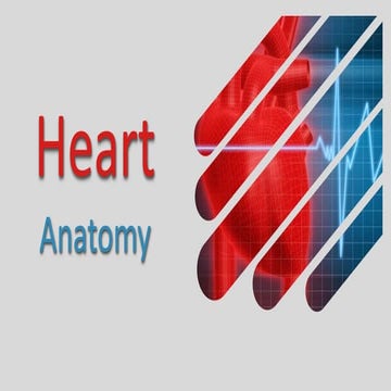Heart Anatomy