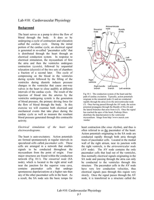 Heart Physiology Blood Physiology Pdf Heart Physiology Blood Physiology Pdf