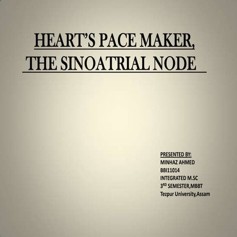 Heart’s pace maker, the sinoatrial node