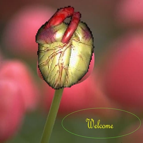 Cardiac Disease and Disorders.Cardiovascular diseases (CVDs) are a group of d...