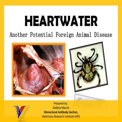 Heartwater disease (shared in slideshare 7.11.2014)