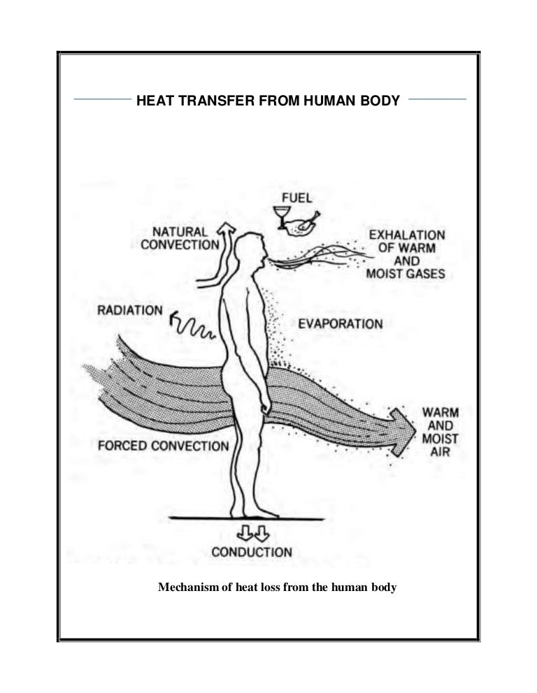 Human body heat transfer