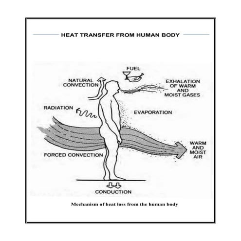 Human body heat transfer