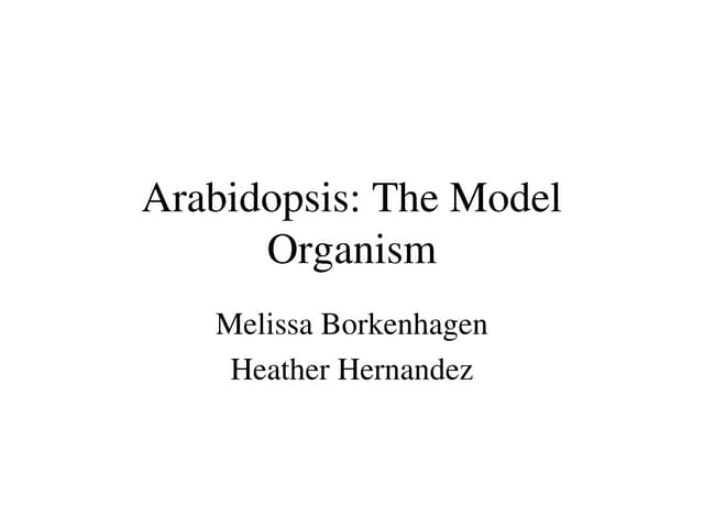 Why is Arabidopsis thaliana the Ideal Model Organism