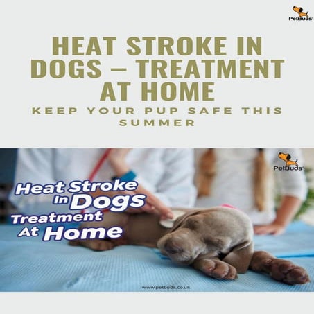 Image result for Heat Stroke In Dogs Treatment At Home.pdf