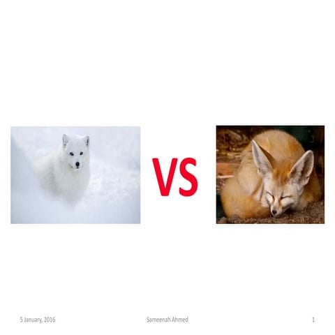 Heat transfer (arctic & fennec fox)