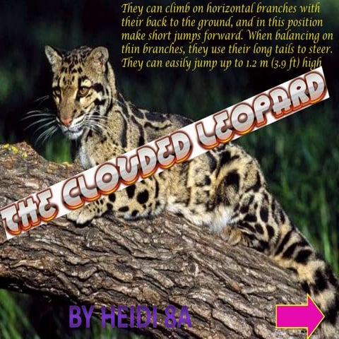 Snow Leopards | PPTX