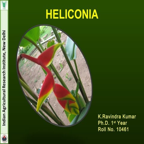 Heliconia   