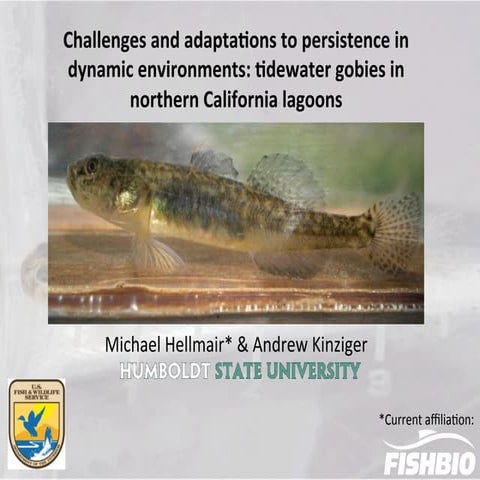 Selective breeding in fish and conservation of genetic resources for ...