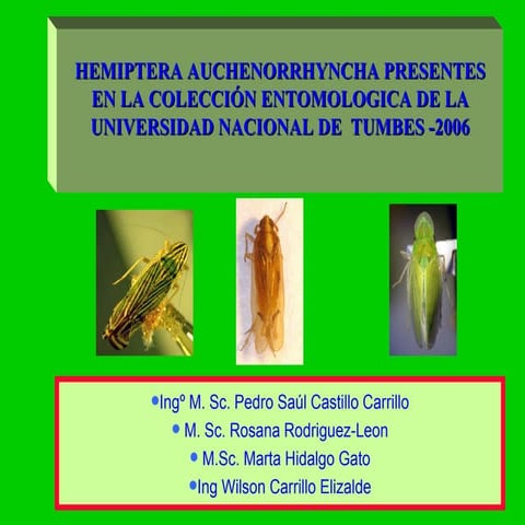 Hemip Auchenorrhyncha Conv Lima