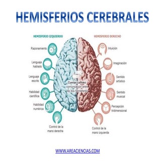 Hemisferios Cerebrales